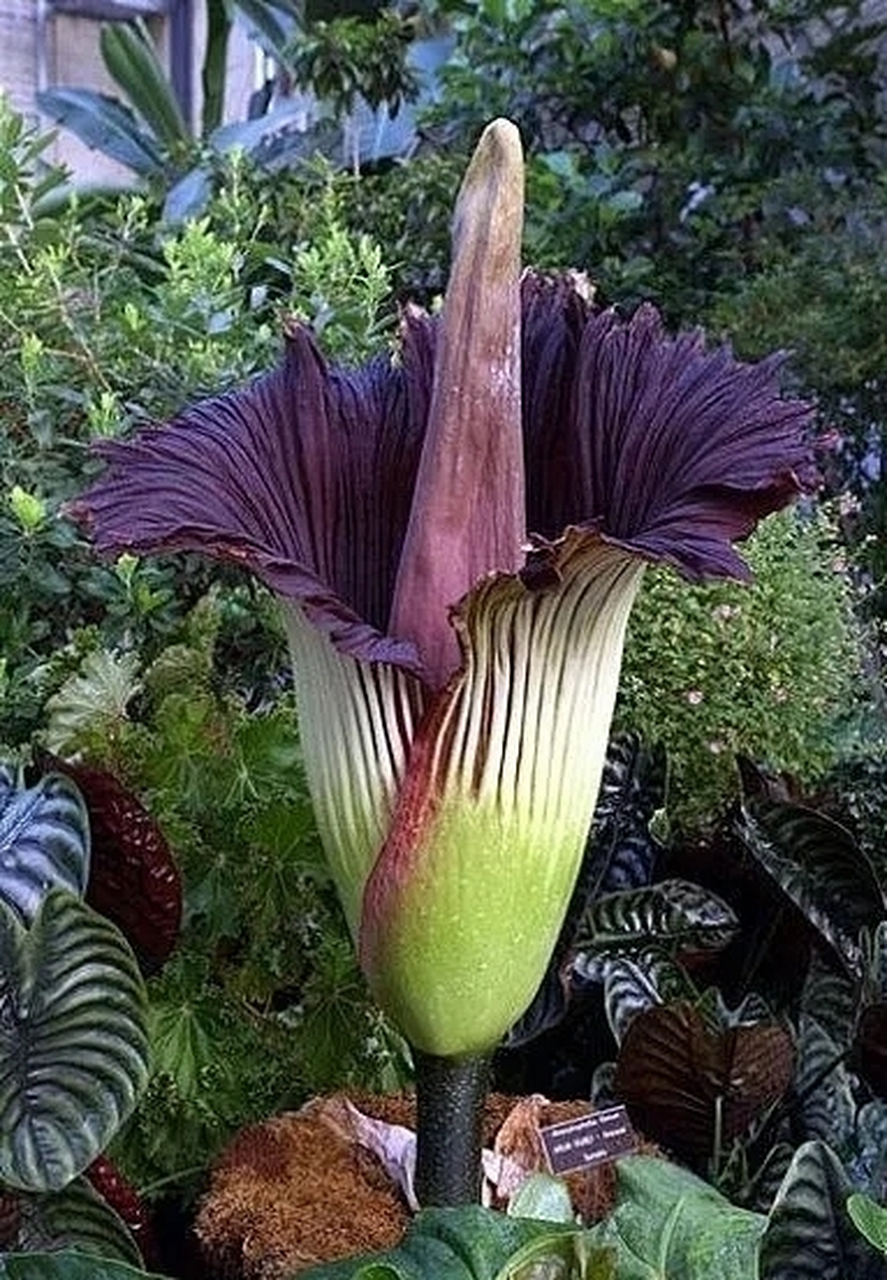 "揭秘世界最臭花泰坦魔芋"它的神秘传说与孤独而短暂  它叫泰坦魔芋