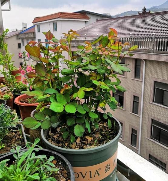 雨水是最好的肥料 阳光是最好的营养