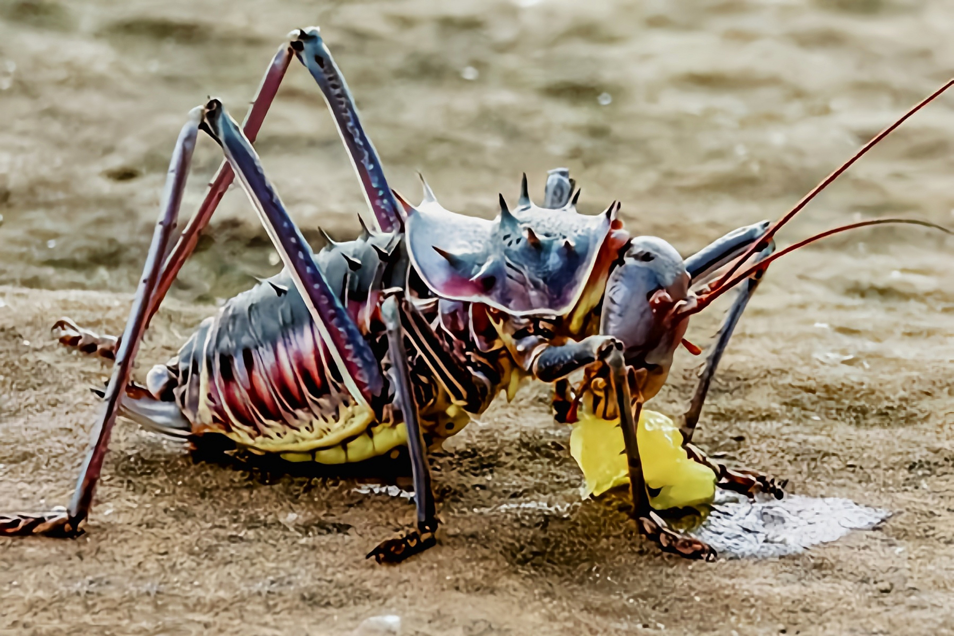 每天认识一种昆虫——披甲树螽 披甲树螽 披甲树螽别名装甲蚂蚱,盔甲