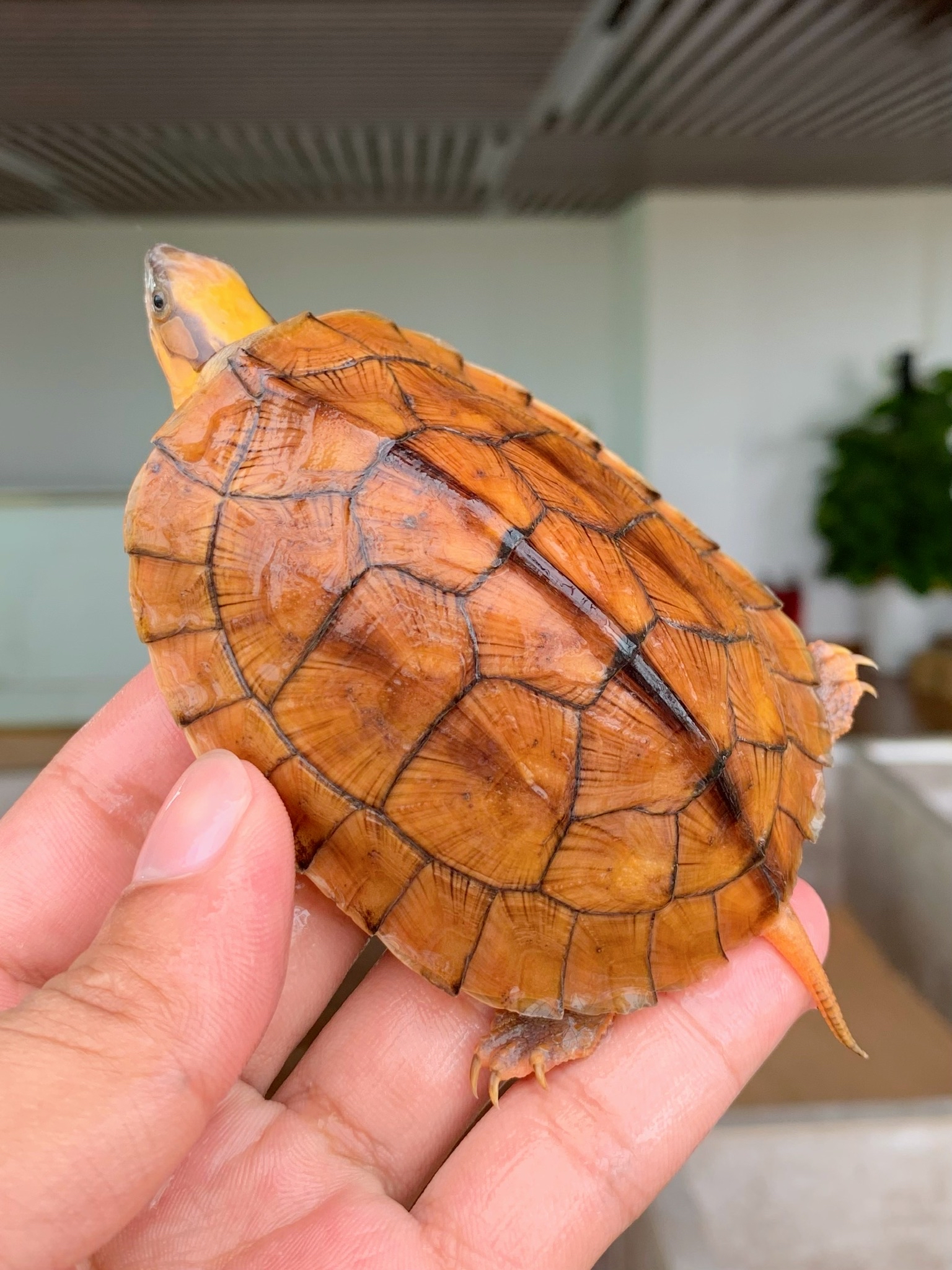 金钱龟~入门级特别推荐极品海南大黄头碌5a级别,最高品质!