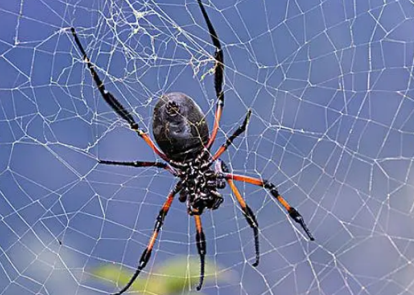 蜘蛛结网是什么行为