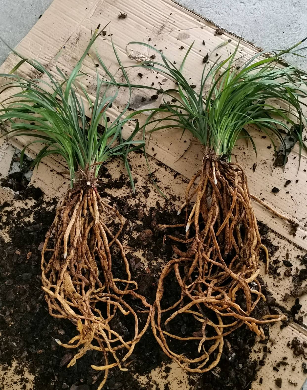 今天给兰花分株,兰花的根系比叶片还长,根系越长越多越好?