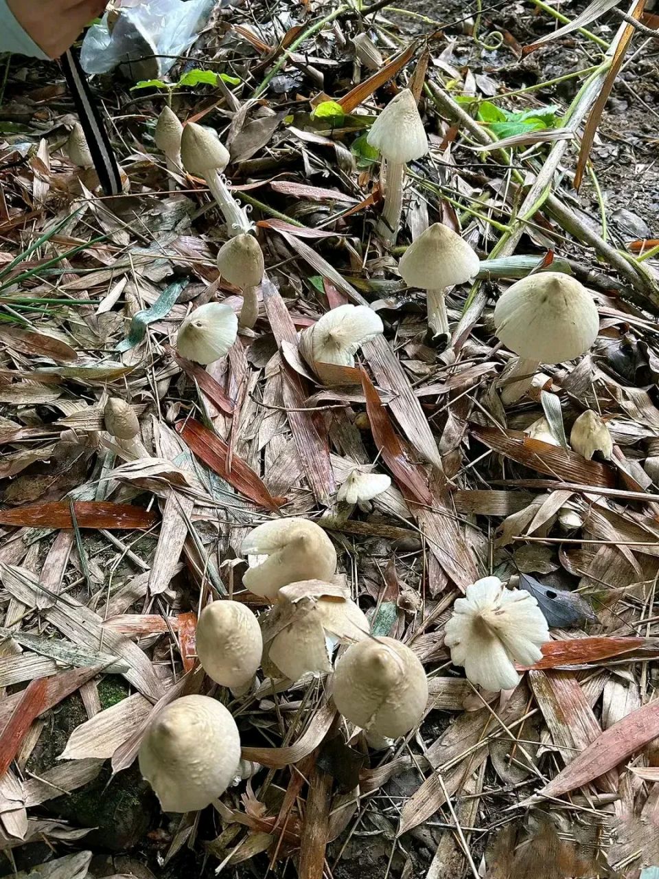 对此你怎么看,你知道这是什么菌子吗,能不能采摘带回家做