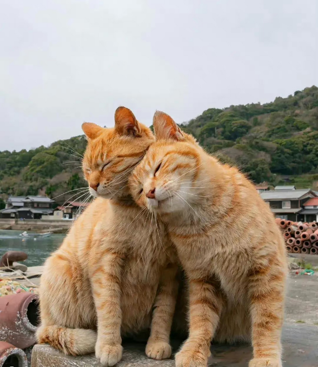 相亲相爱的两只橘喵,依偎在一起的样子太治愈了 #每周创作进行时# #我