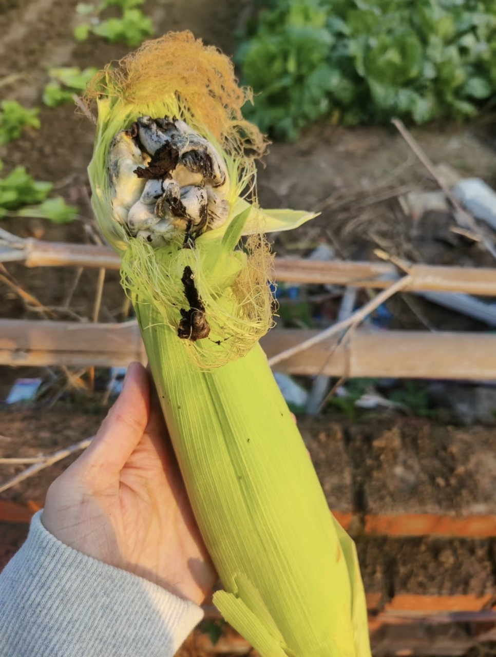 玉米发霉了,还是第一次见,听说那个灰苞是能吃的,叫做乌米,是玉米被
