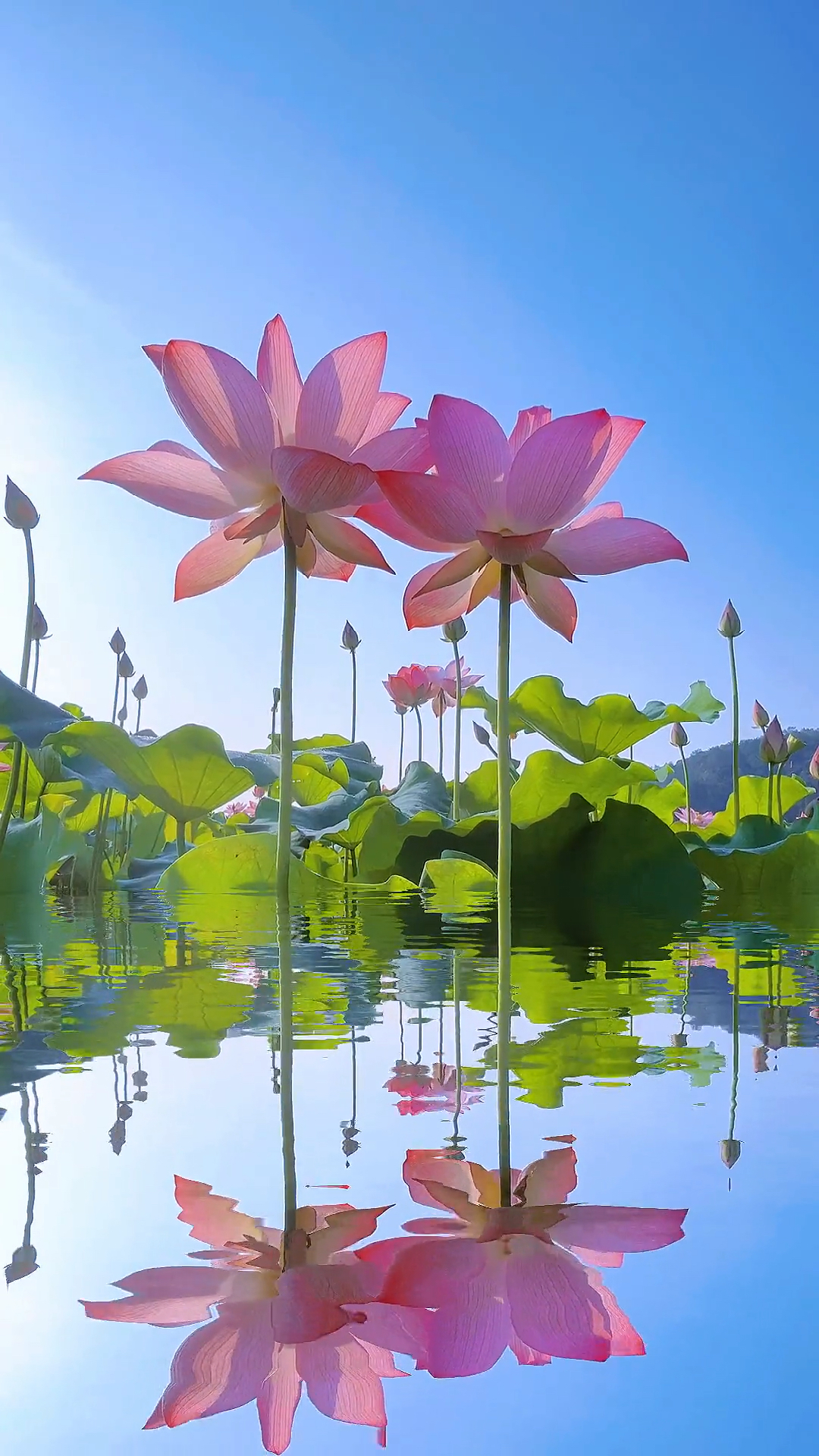 荷花飘香,好运莲莲