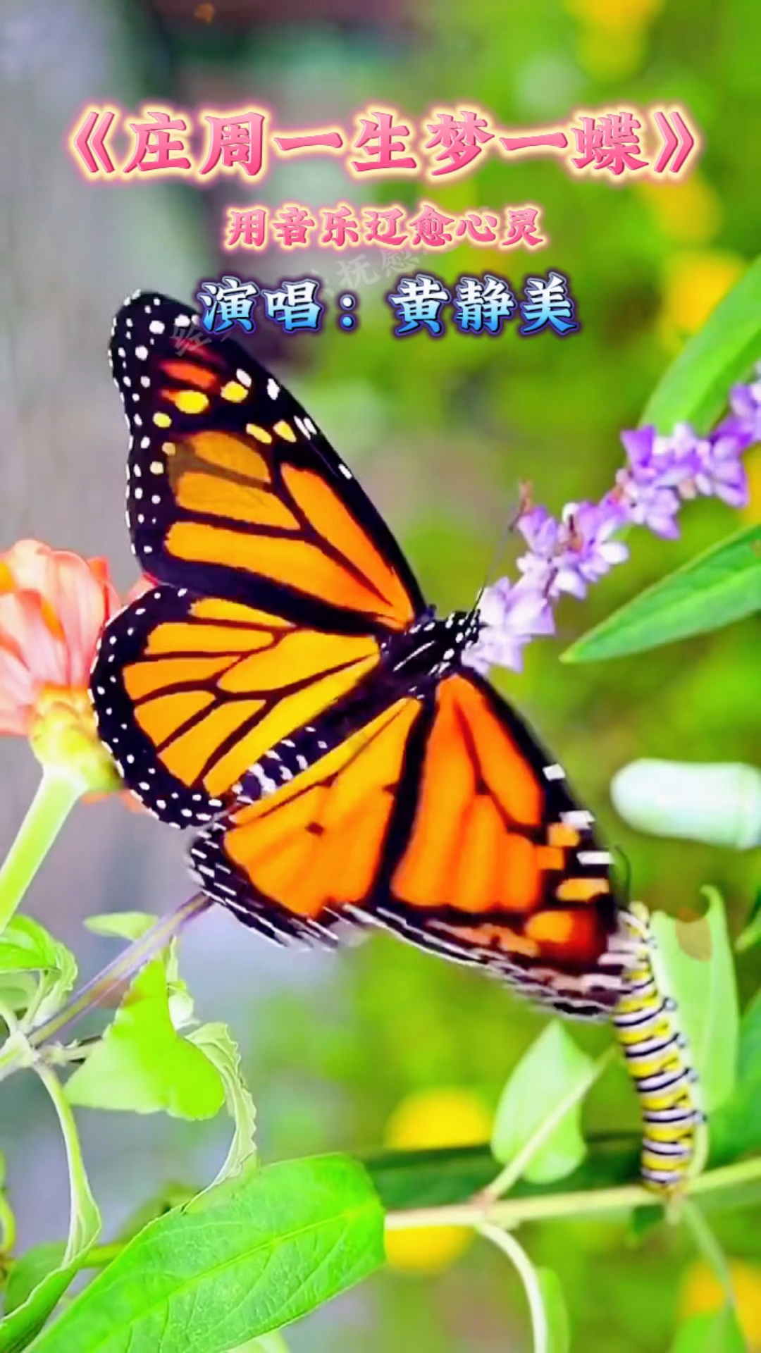 抖音最火的一首热歌《庄周一生梦一蝶》庄周一生梦一蝶!