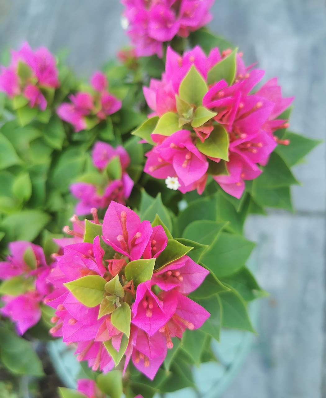 塔类的三角梅开花很有个性,花朵层层绽放,似乎有古塔的模样.