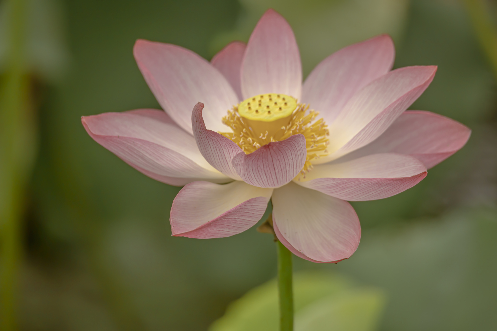马卡龙色柔调荷花调色分享,能让我看看你们调的荷花吗?