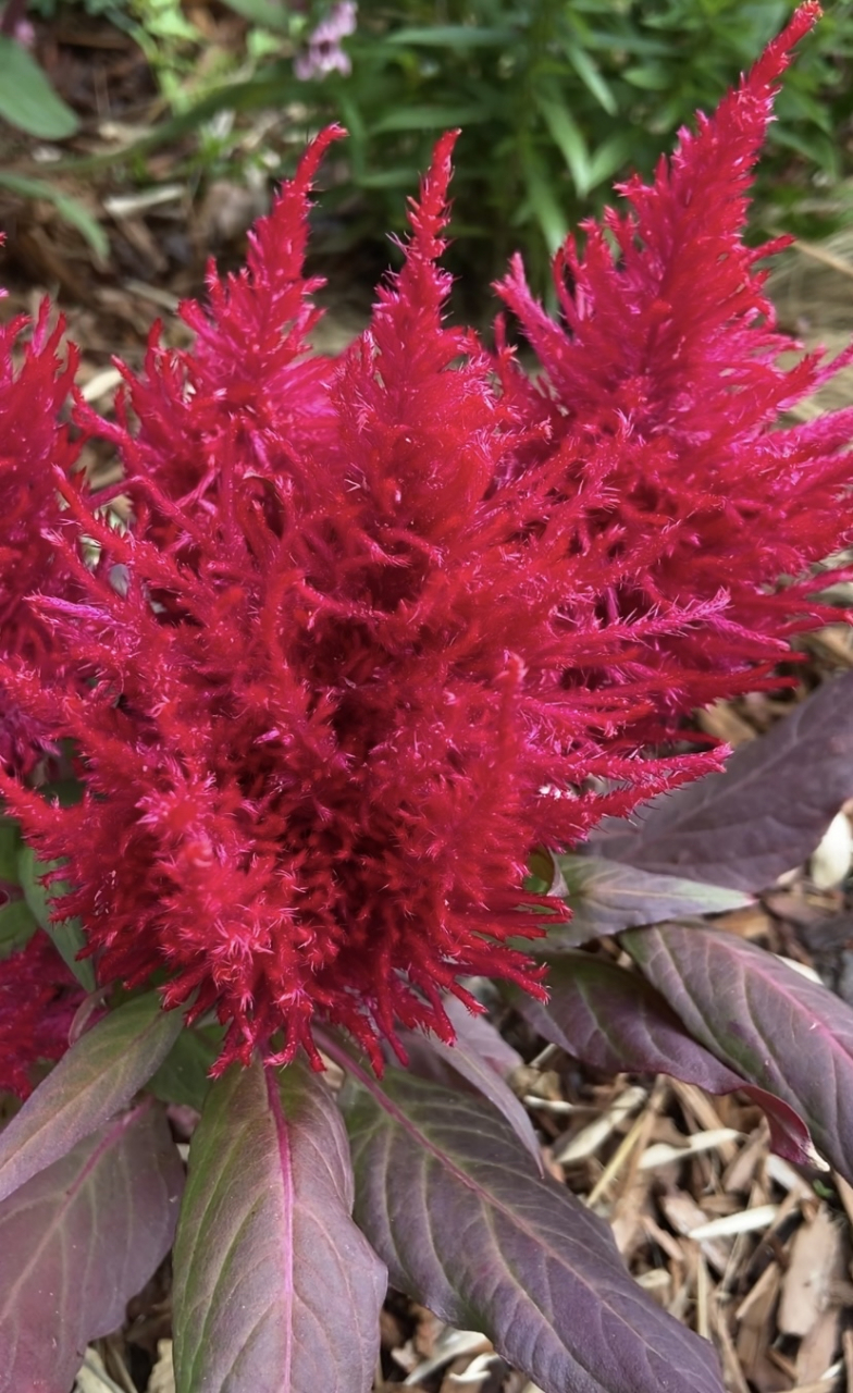 羽状鸡冠花:婉然华彩涂禾穗,灿若霞披画凤翎.