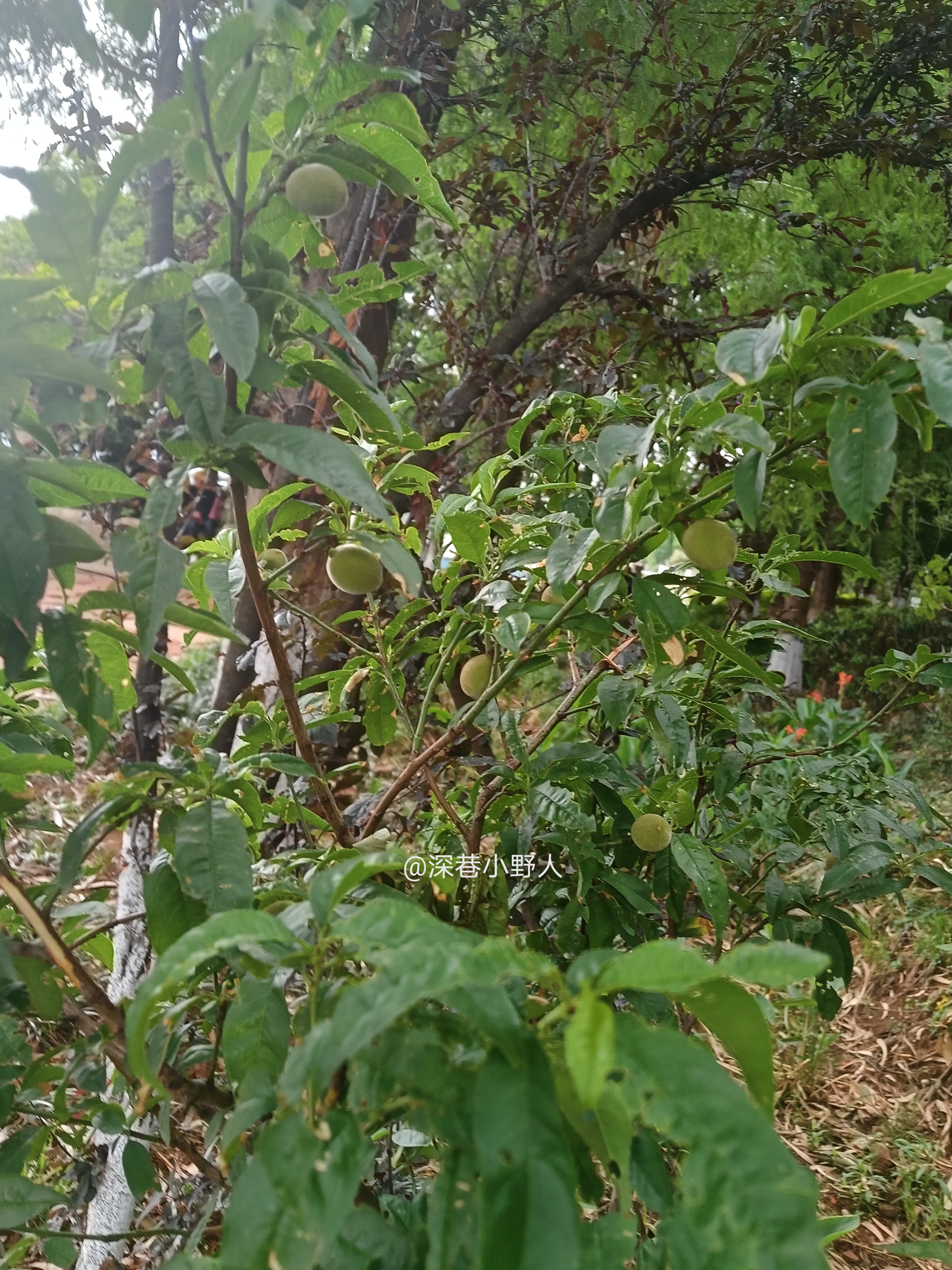 云南野果食「一」——野毛桃
