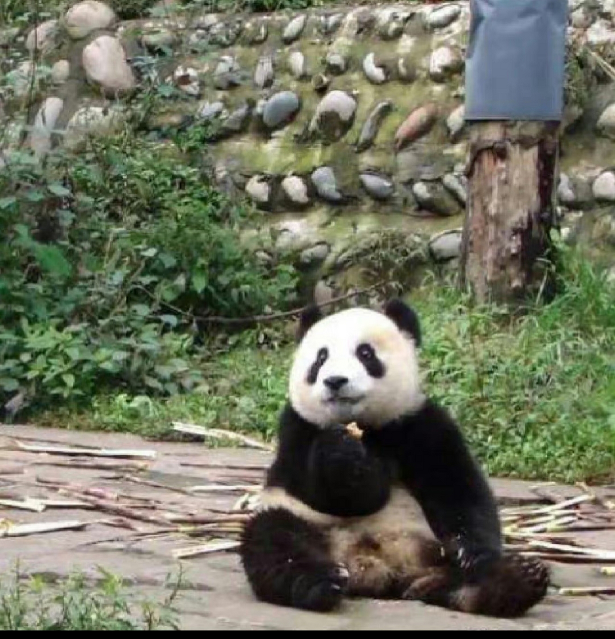 能打败现在的飞云的,只有小时候的飞云了吧,怪不得会被印尼看中出国.