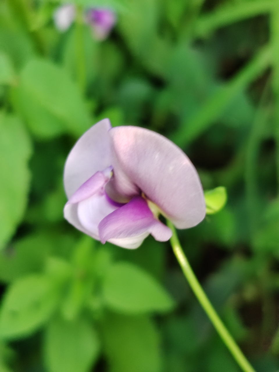 像彩蝶一样在秋风中摇摆的野缸豆花,也非常美艳,大自然写真摄影图片