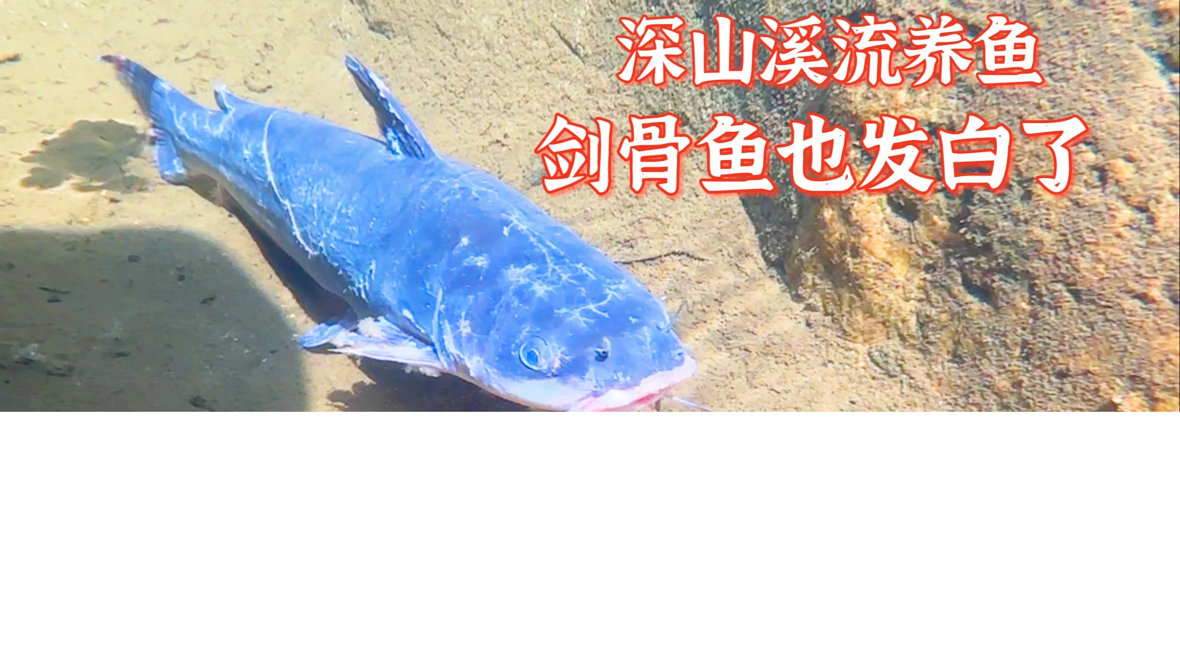 深山溪流养鱼第15天,剑骨鱼也开始发白了。难道水质真不行吗