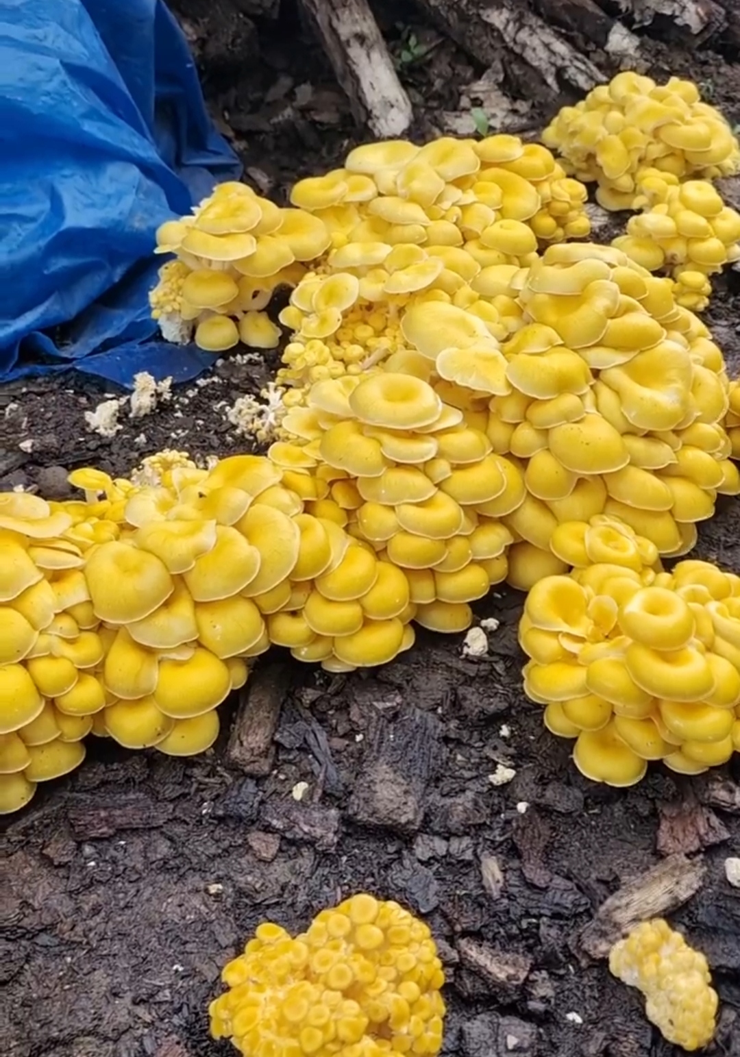 自己种的黄蘑菇长出来也太漂亮了,这回大丰收了!