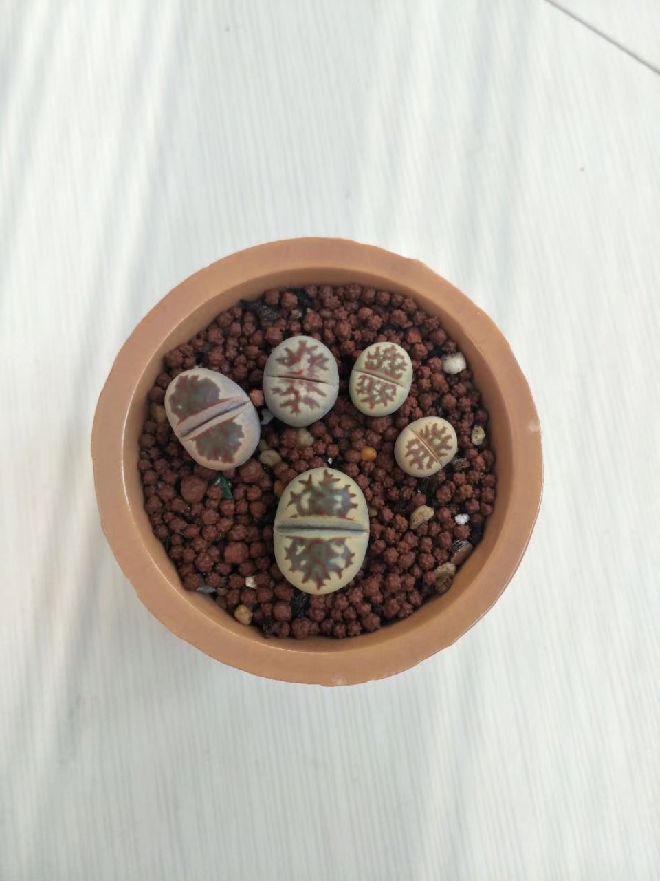 最喜欢生石花脚丫的造型了