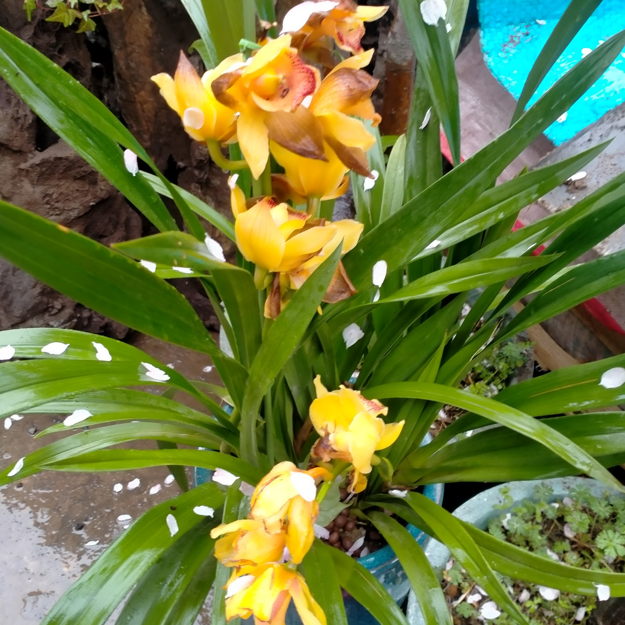 雨中的兰花更加鲜艳夺目,碧绿的叶子和鲜艳的花朵上,水珠晶亮欲滴