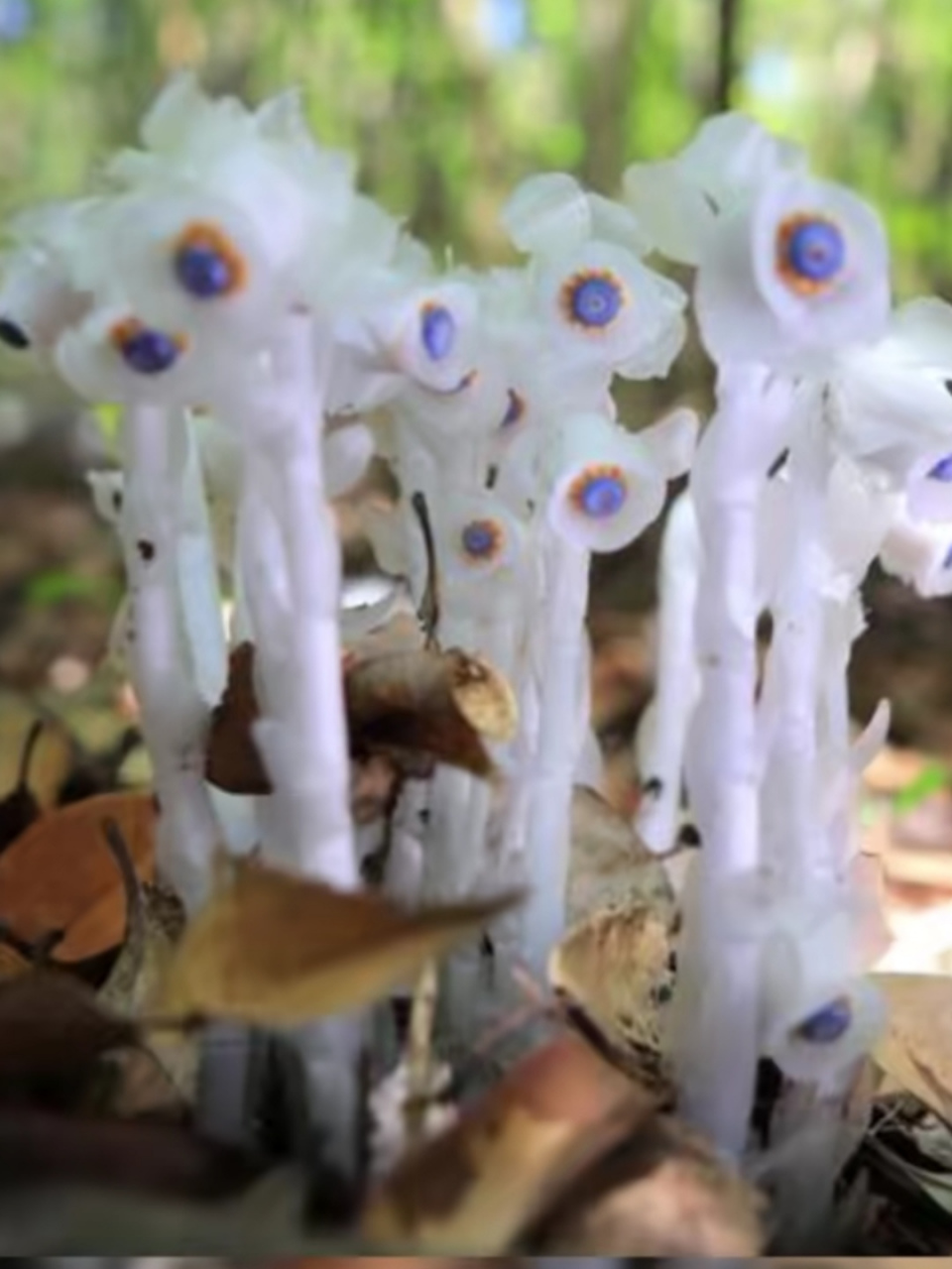 网友:好漂亮的牢底坐穿兰,像植物大战僵尸中的寒冰射手.
