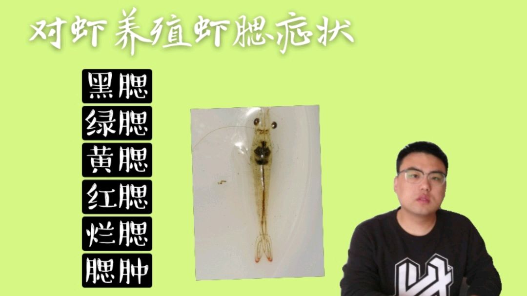 南美白对虾养殖:发病后虾腮症状及原因,黄腮最常见,烂腮最严重