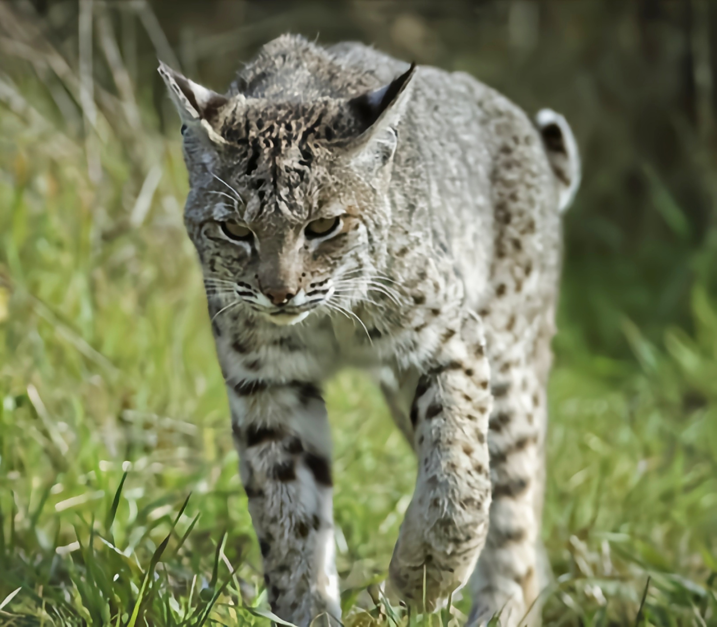 每天认识一种动物——短尾猫 短尾猫别名赤猞猁,北美山猫,猫科哺乳