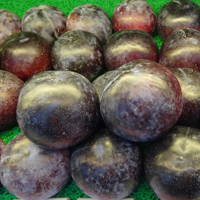 曾经高高在上的黑布林,如今却跌入谷底.它有哪些功效和作用呢