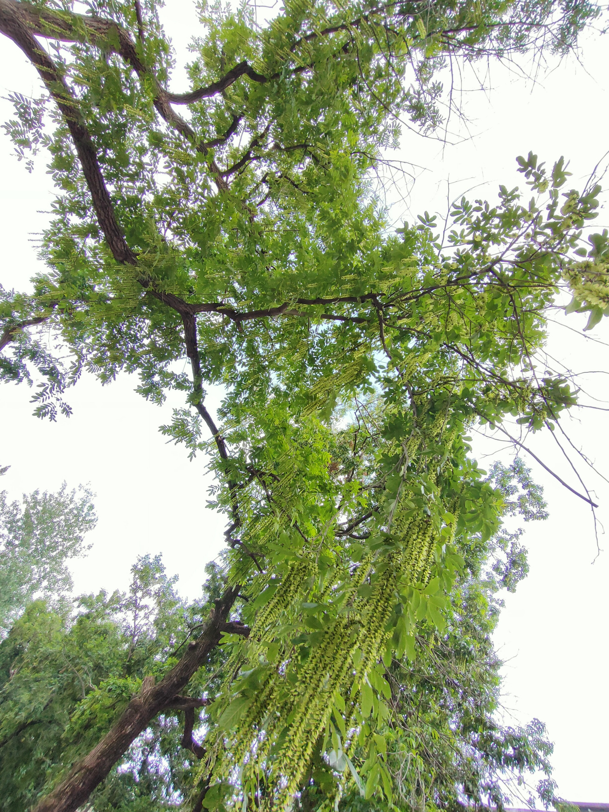 南京的中和桥路上,百年的枫杨树,记录着秦淮河畔的历史变迁