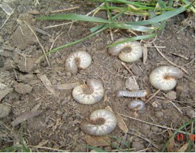 草坪地下害虫的发生特点及综合防治