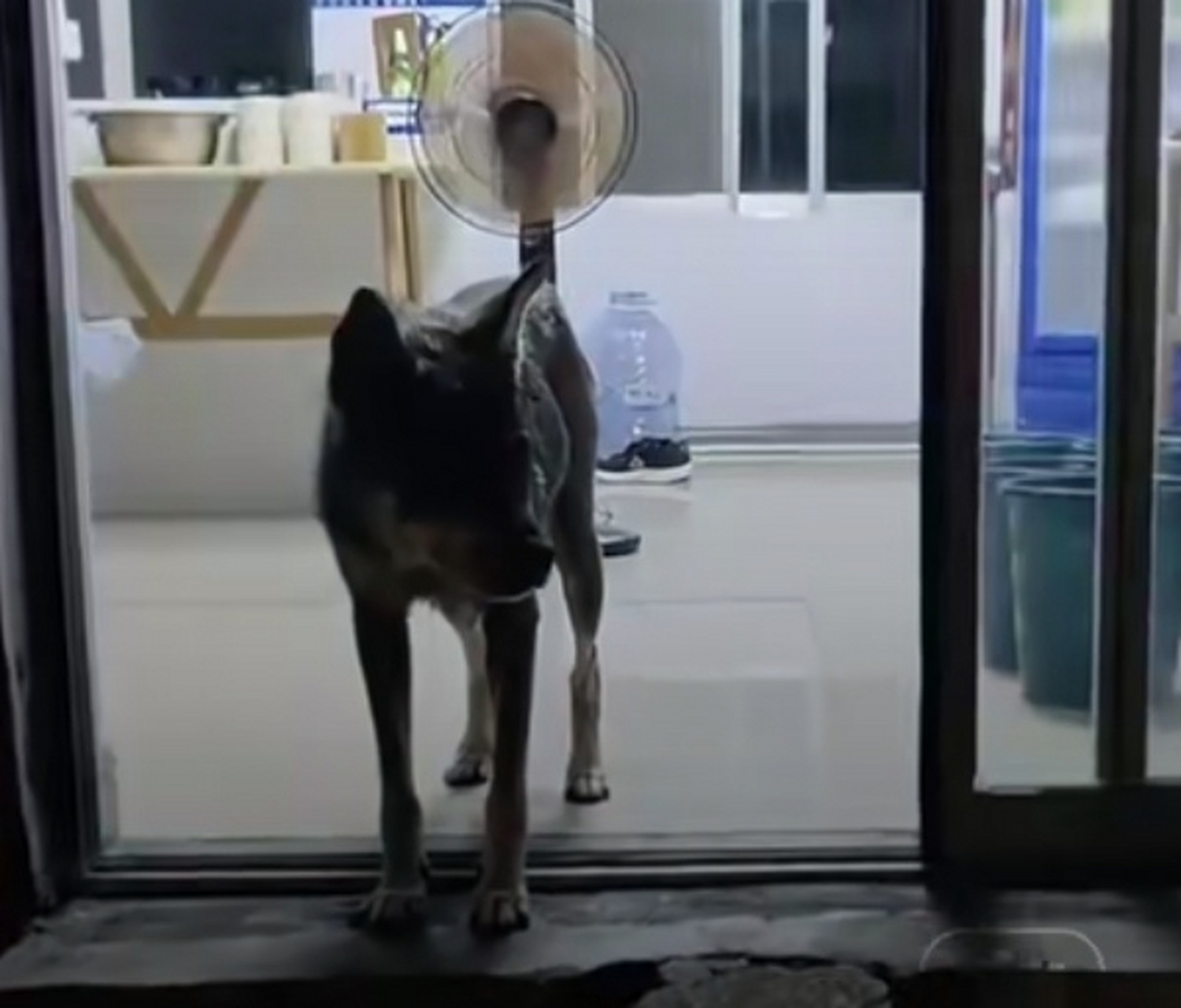 地震前夕,某店主在深夜的沉睡中,隐约听到有狗不停地用爪子挠门的声音