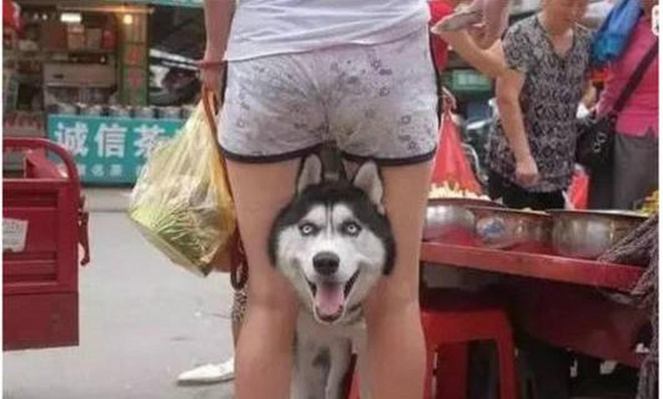 二哈这表情,被夹着挺难受的,对吧?