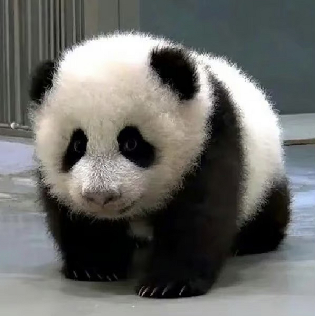 生日快乐,圆仔!