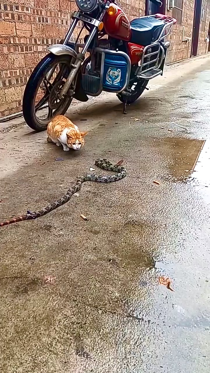 蛇猫大战,结果打了个寂寞