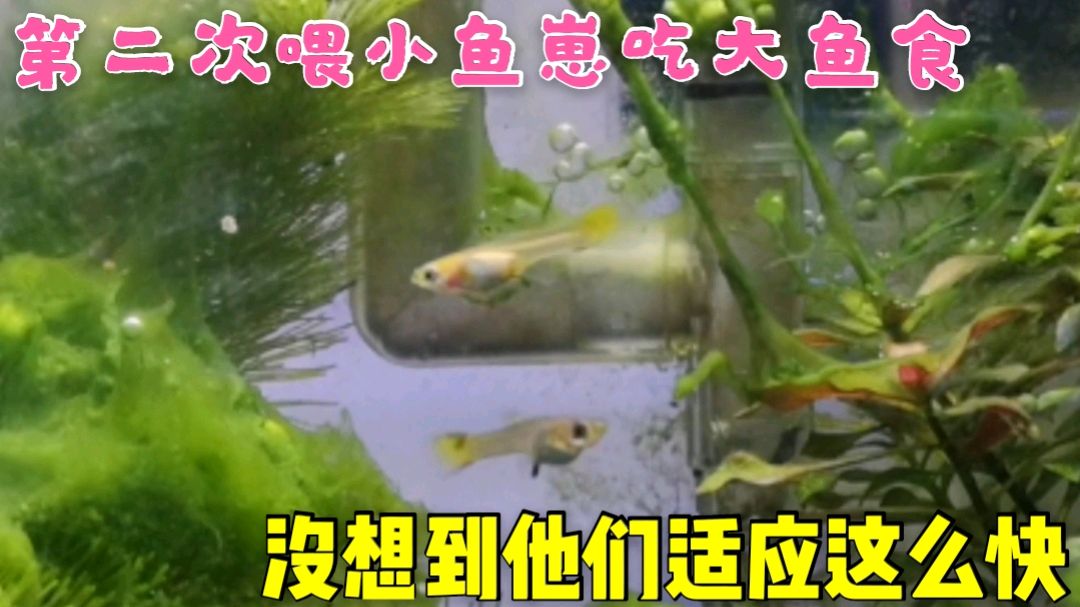 未来可期!第二次喂小鱼崽吃大鱼食,没想到他们适应这么快!