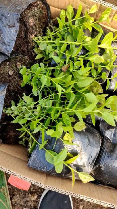 能早熟的—h5蓝莓苗,果大脆甜,南方适合陆地种植-度小视