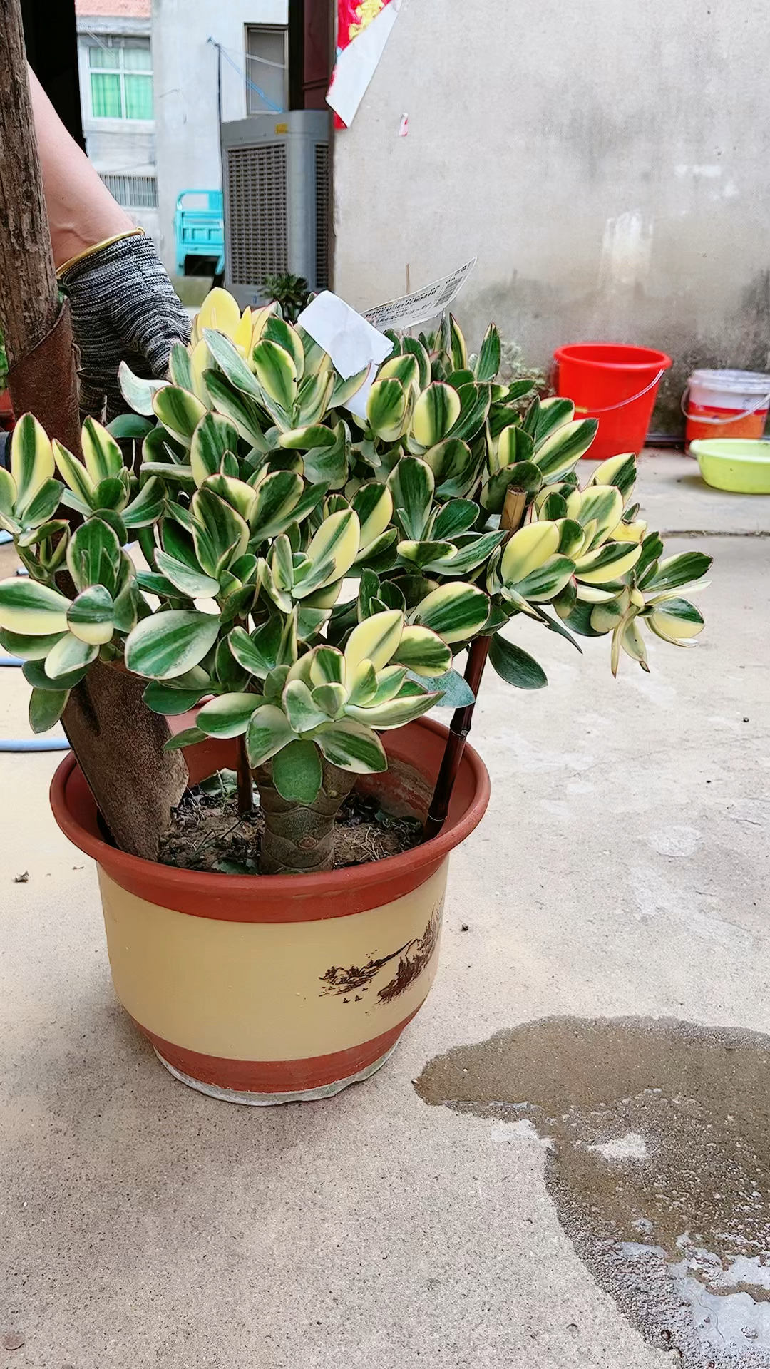 大盆老桩新花月锦