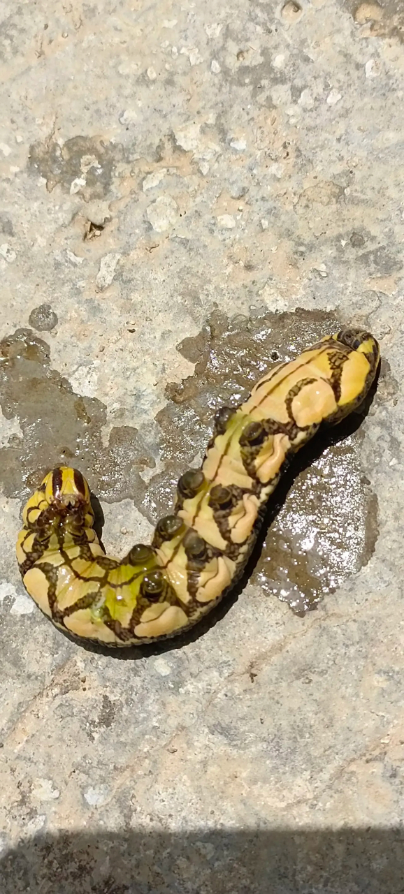 这是什么虫子?好像蛇