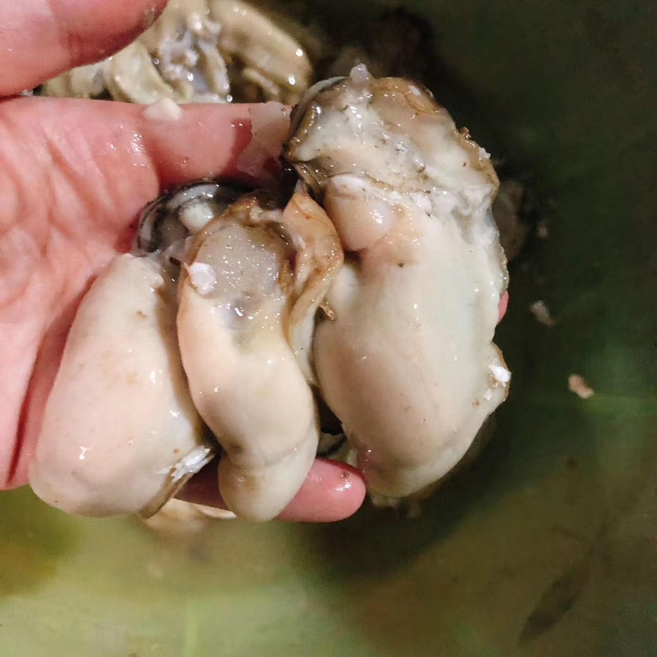 原生态野生蚝(牡蛎)超级肥美,不知道大家除了知道烤生蚝,还能怎么做来