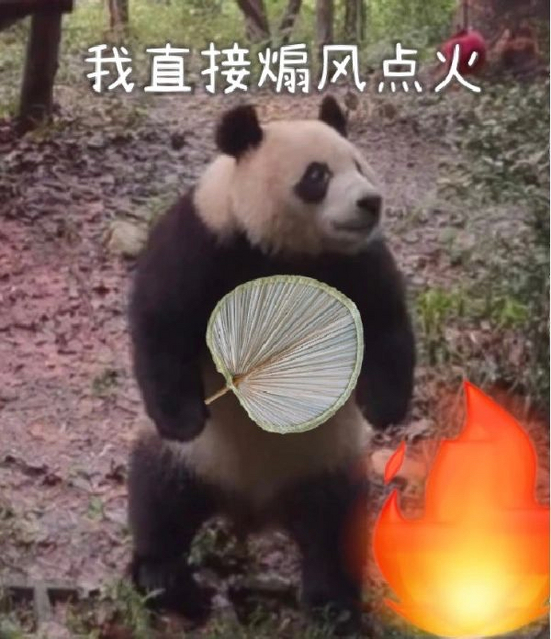 二狗润玥:我直接煽风点火