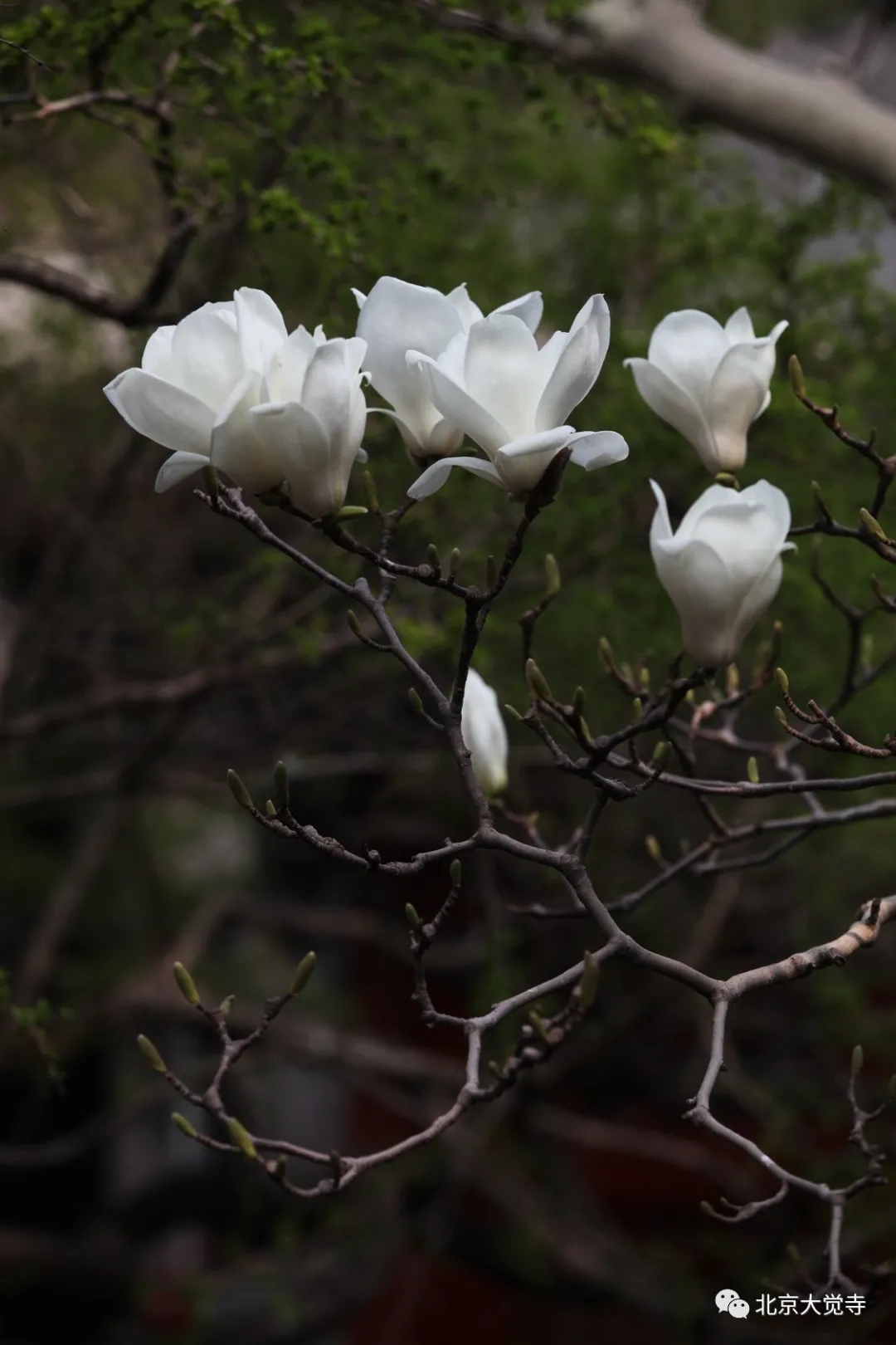 大觉寺玉兰花图片图片