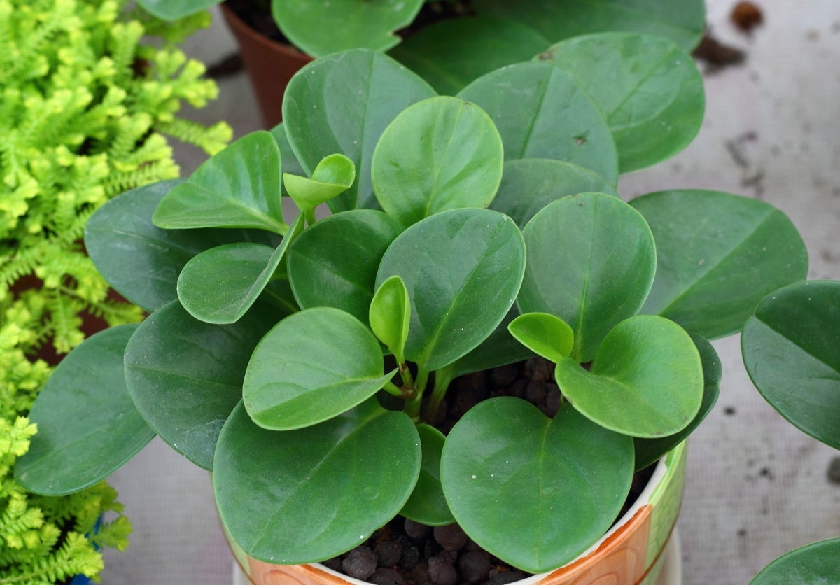 豆瓣绿掉叶的原因分析