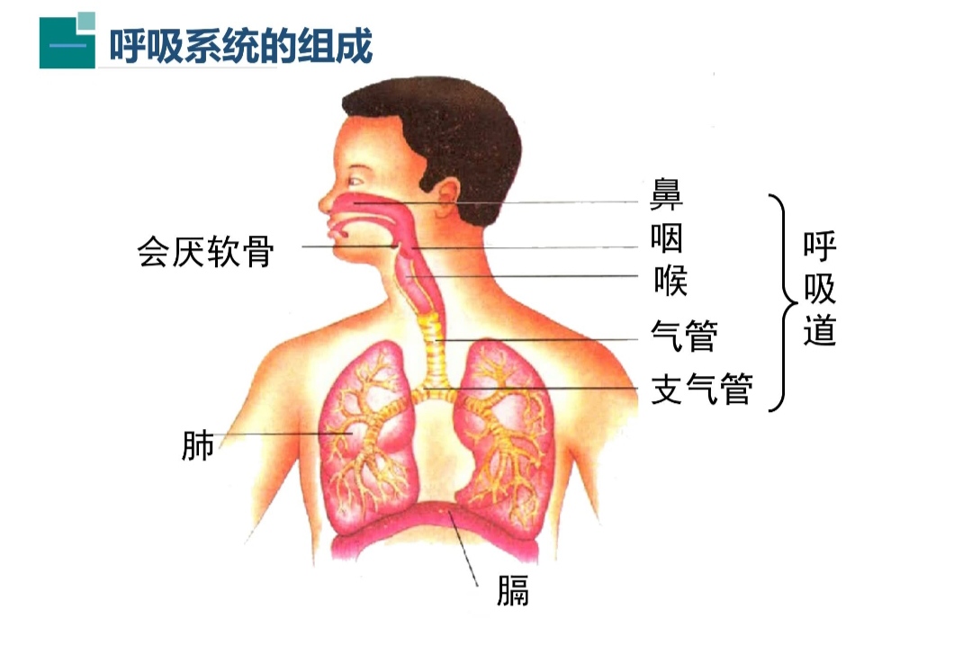 描述人体呼吸系统的组成;2 了解呼吸道的作用;3