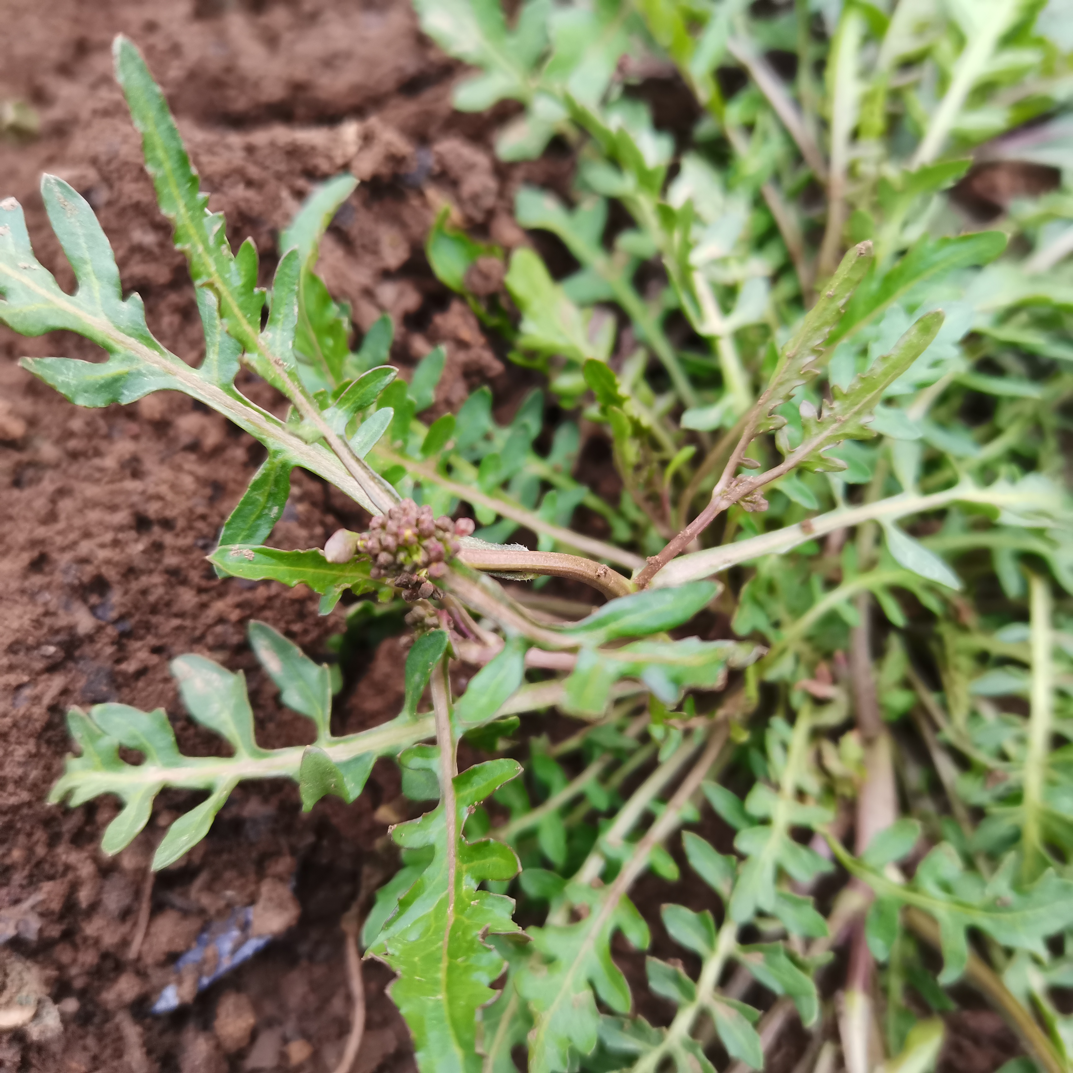 薺菜好吃,但不要亂挖,你可能挖到了假薺菜