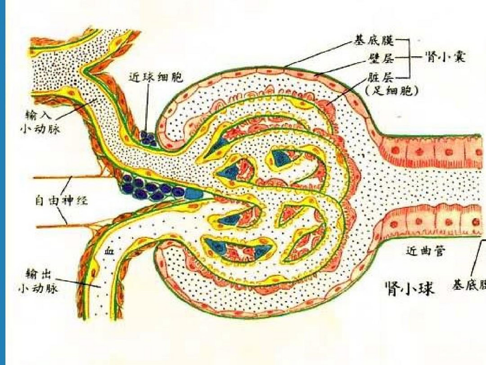 慢性肾小球肾炎离尿毒症有多远?