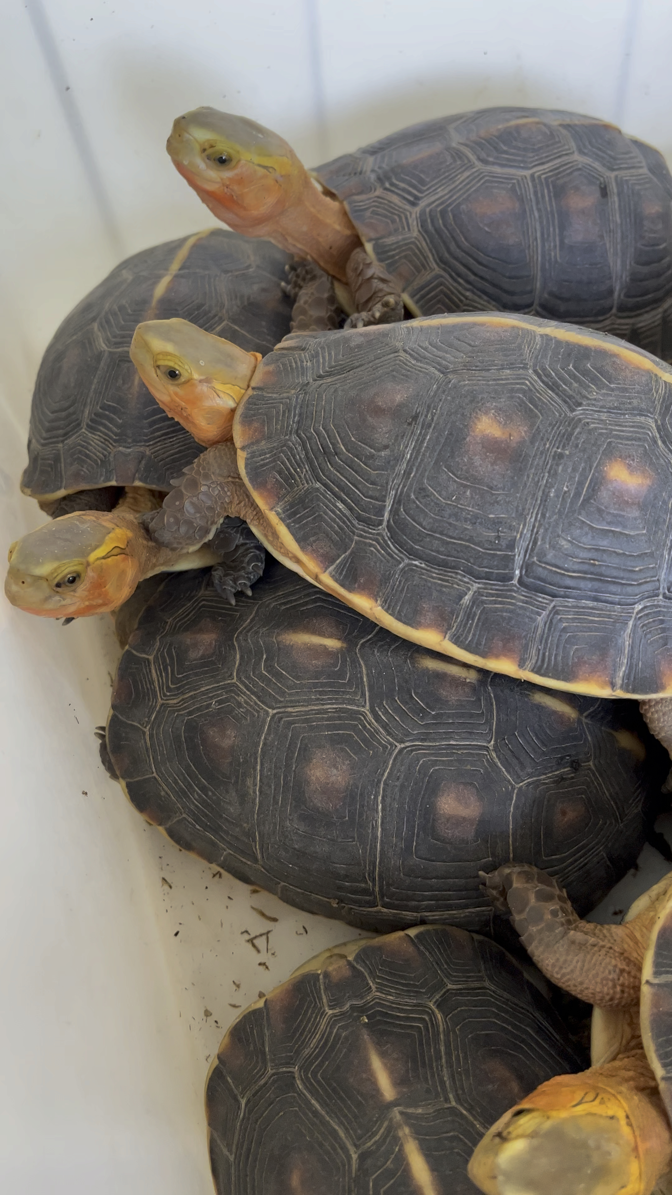 安缘闭壳种龟 上等货