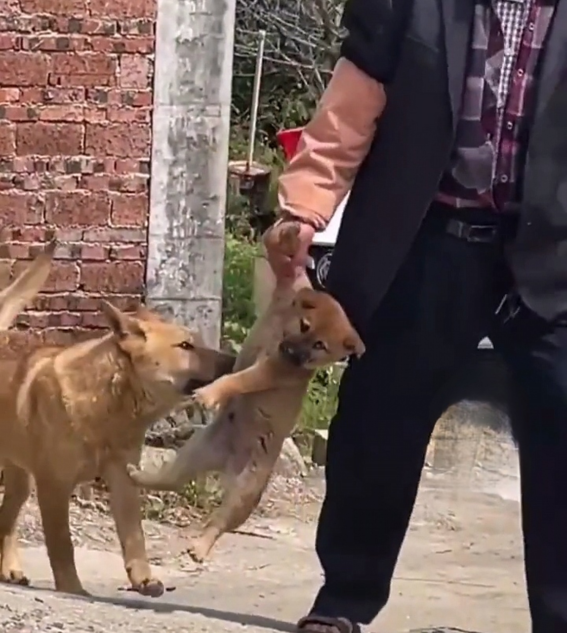 小狗不听话被主人拎着,狗爸爸在一旁都快要急死了.