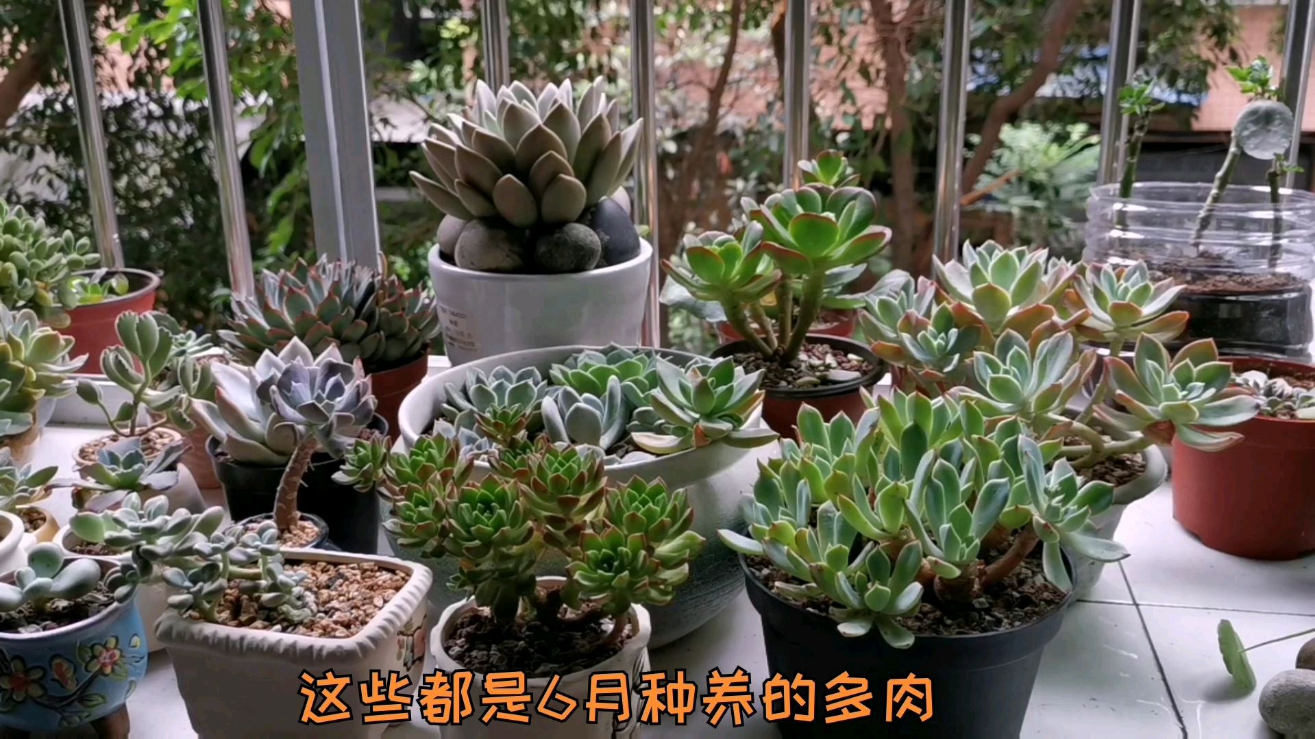 夏季不惧高温梅雨,种了一窗台多肉,居然服盆状况良好