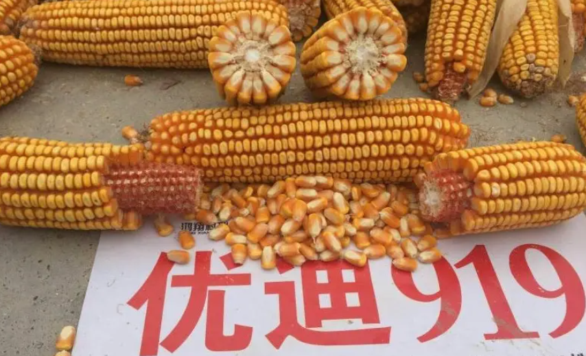 鼎优919玉米品种简介图片