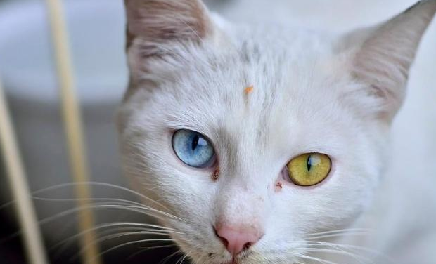 猫咪的眼睛和瞳孔有哪些特别之处呢?猫咪异瞳有怎样的坏处呢