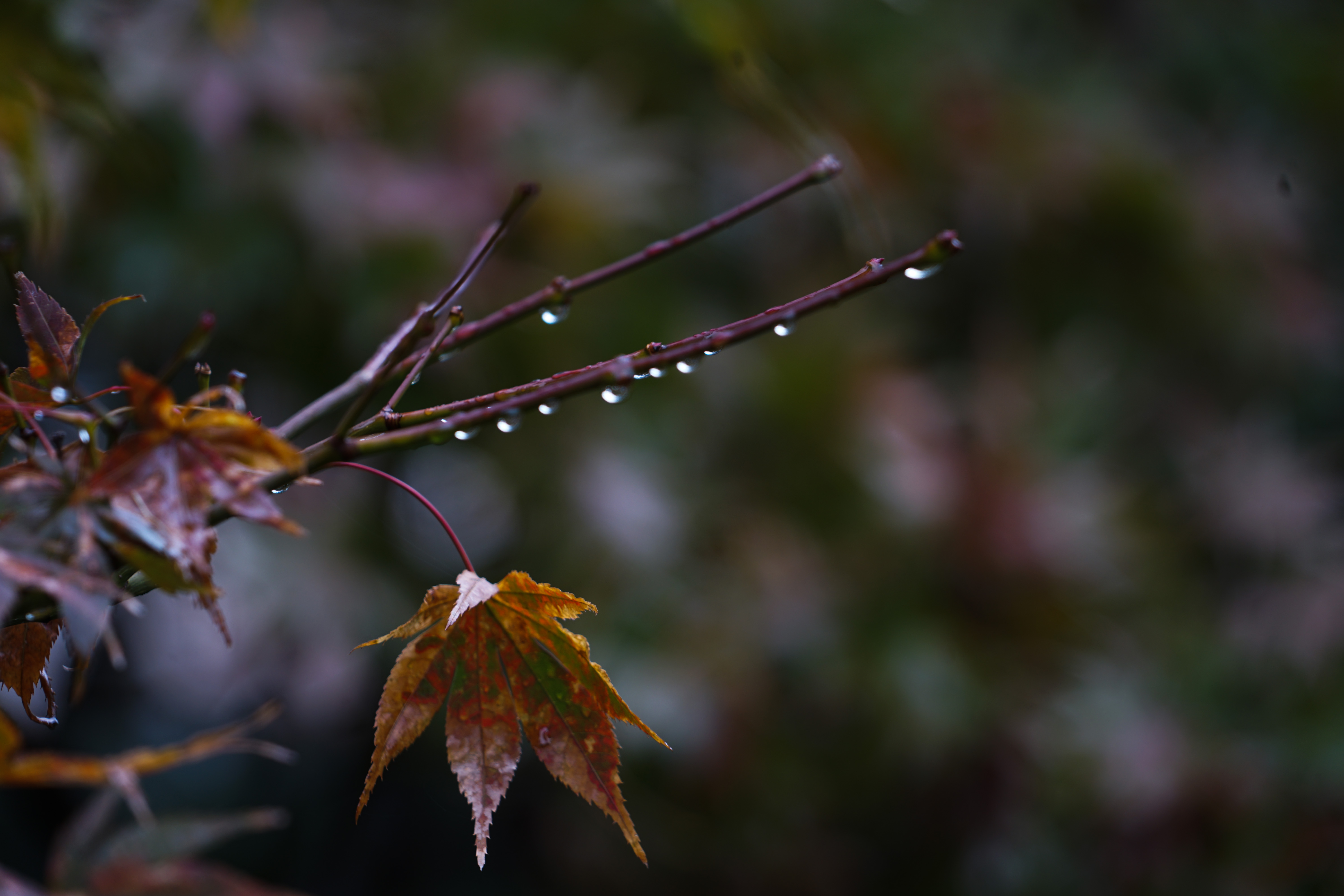 今天我们这里下雨了,雨不大,这是立秋后的第一场雨,站在屋檐