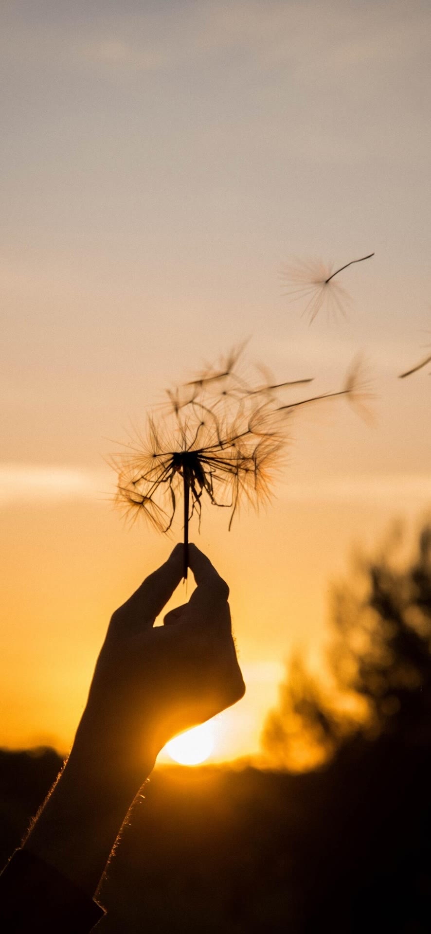 治愈系美图:落日黄昏,温柔治愈,仙气飘飘