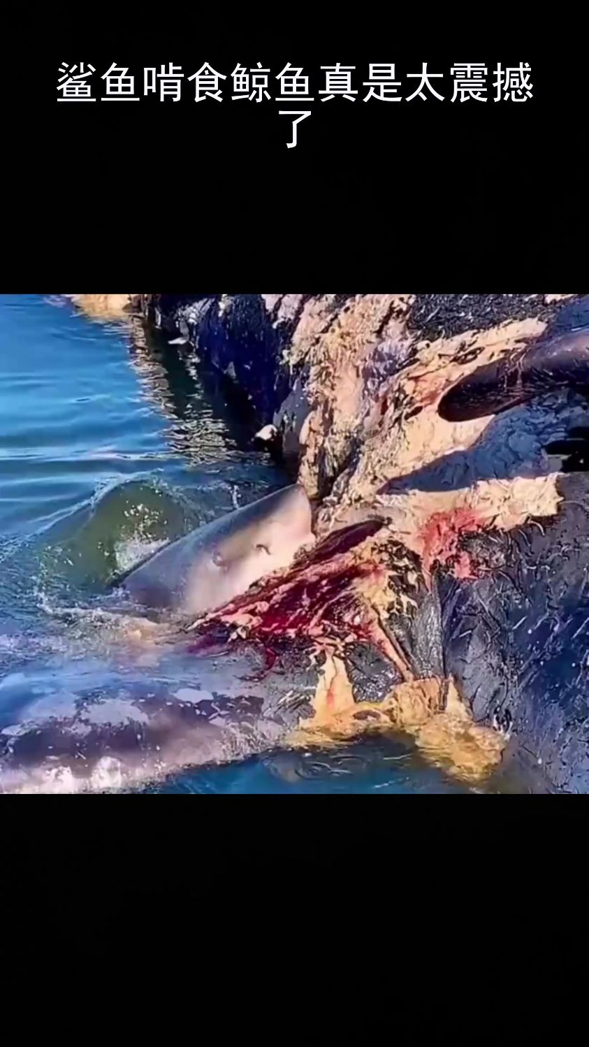 鲨鱼啃食鲸鱼真是太震撼了.
